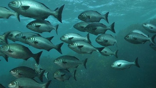 Predict fish migration - Blog empeek